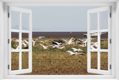 Fototapeta Naklejka Na Ścianę Okno 3D - Pelikane (Pelecanidae, Pelecanus) 