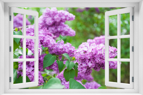 Fototapeta Naklejka Na Ścianę Okno 3D - Spring bright background with lilac branches in green garden