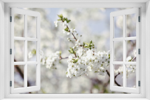 Fototapeta Naklejka Na Ścianę Okno 3D - Blooming cherry tree. Flowering branch of cherry  tree with white flowers close up against blurred spring garden background. Daylight