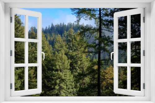 Fototapeta Naklejka Na Ścianę Okno 3D - Redwood trees forest with green fresh grass in foreground 
