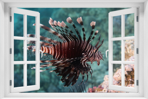Fototapeta Naklejka Na Ścianę Okno 3D - Lionfish - Pterois volitans