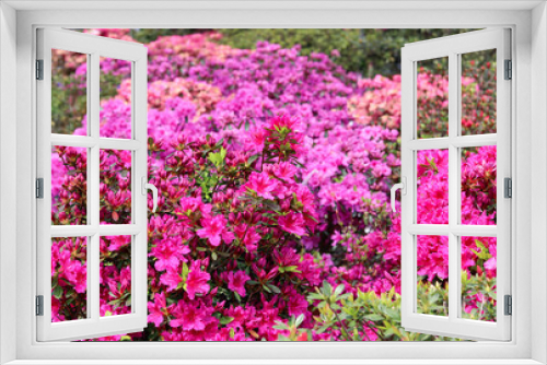Fototapeta Naklejka Na Ścianę Okno 3D - Rhododendron in full bloom with bright pink, coral and magenta flowers. Blooming azalea bushes with plenty of buds and flowers in spring park.