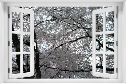 Fototapeta Naklejka Na Ścianę Okno 3D - 日本の桜