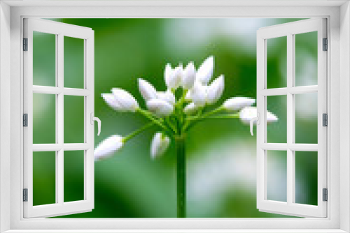 Fototapeta Naklejka Na Ścianę Okno 3D - Flowering ramson, Allium ursinum. Blooming wild garlic plants in the woodland  in spring - selective focus, vertical orientation