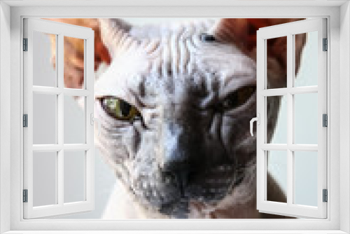 Fototapeta Naklejka Na Ścianę Okno 3D - gray sphinx cat sits on a white window sill and looks into the frame