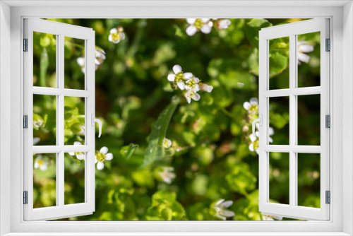Fototapeta Naklejka Na Ścianę Okno 3D - Little white flowers on the grass in nature