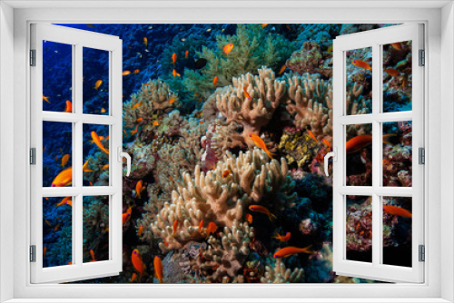 Fototapeta Naklejka Na Ścianę Okno 3D - Finger Leather Corals at the Red Sea, Egypt