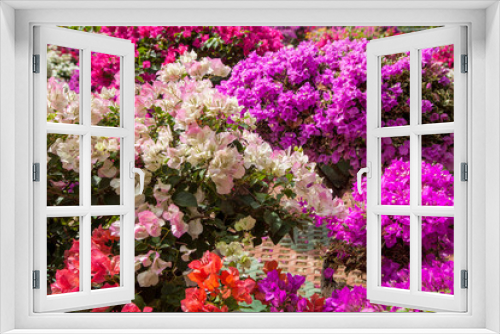 Fototapeta Naklejka Na Ścianę Okno 3D - Flowers in Asia, Beautiful bushes with bright pink, red and white flowers
