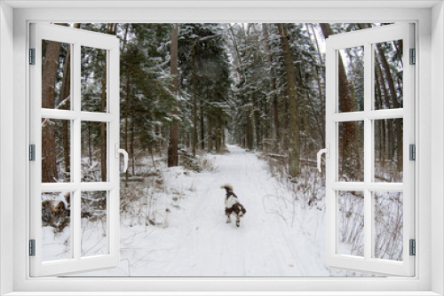 Fototapeta Naklejka Na Ścianę Okno 3D - Hunting dog English springer spaniel runs along the trail in the winter forest