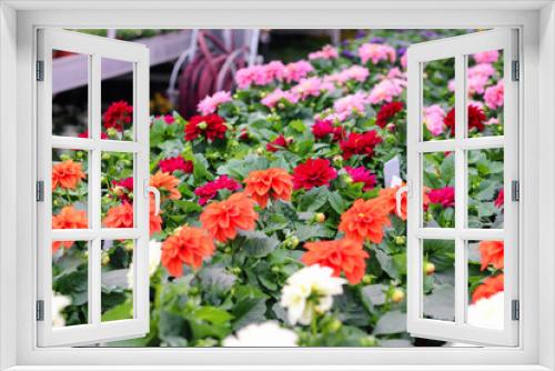 Fototapeta Naklejka Na Ścianę Okno 3D - Assortment of colorful red, pink and orange dahila  flowers seedlings in pots in garden shop. Spring season sale. Selective focus.