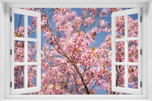 Fototapeta Naklejka Na Ścianę Okno 3D - Wild Himalayan Cherry Blossoms in spring season (Prunus cerasoides), Sakura in Thailand, selective focus, Phu Lom Lo, Loei, Thailand.
