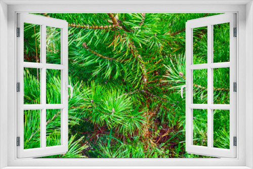 Fototapeta Naklejka Na Ścianę Okno 3D - Close-up of pine tree.
