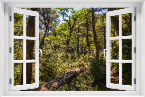 Fototapeta Naklejka Na Ścianę Okno 3D - Evergreen beech forest near foot of Andes mountains, Patagonia, Argentina, South America, chile