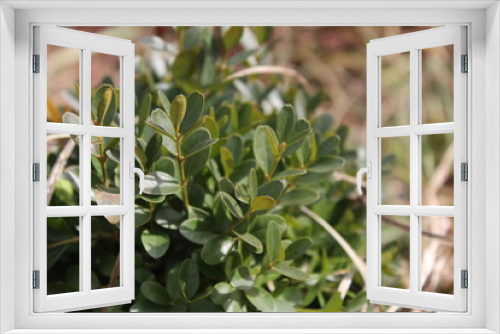 Fototapeta Naklejka Na Ścianę Okno 3D - Buxus sempervirens in my organic garden