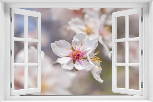 Fototapeta Naklejka Na Ścianę Okno 3D - flowering almonds background