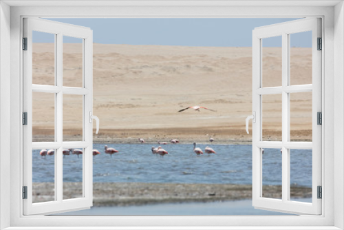 Fototapeta Naklejka Na Ścianę Okno 3D - Flamingos  in Paracas, Peru.