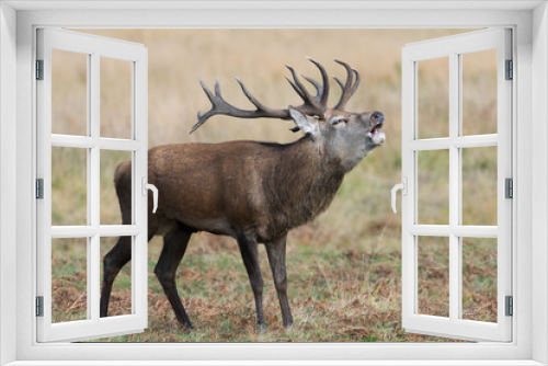 Fototapeta Naklejka Na Ścianę Okno 3D - Red Deer Stag Bolving (Cervus elaphus)/Red Deer Stag bellowing for his hinds