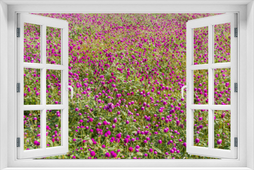 Fototapeta Naklejka Na Ścianę Okno 3D - Purple amaranth flower in the garden with sunlight fair