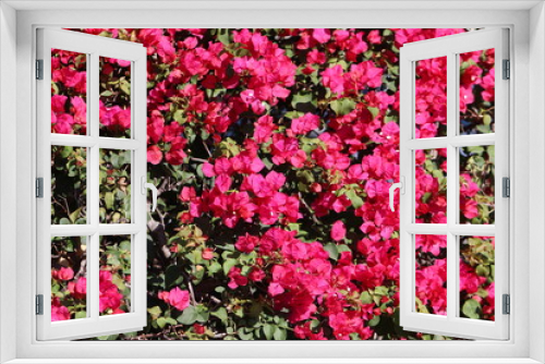 Fototapeta Naklejka Na Ścianę Okno 3D - My Love's Flower