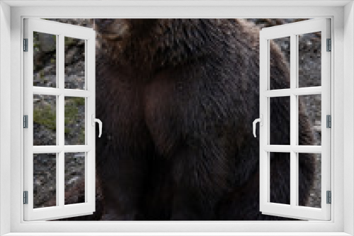 Fototapeta Naklejka Na Ścianę Okno 3D - Brown Bear in Alaska