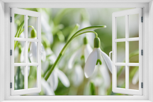 Fototapeta Naklejka Na Ścianę Okno 3D - Spring snowdrops flower. Early spring close-up flowers 