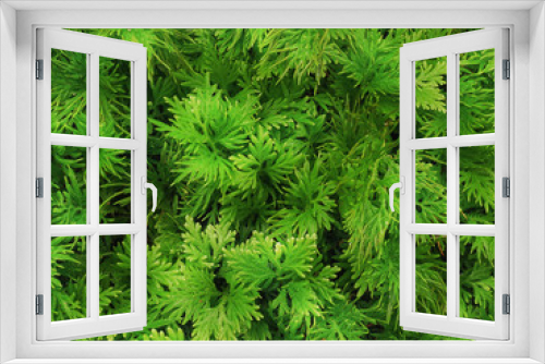Fototapeta Naklejka Na Ścianę Okno 3D - Full Frame Background of Green Fern with Tiny Leaves