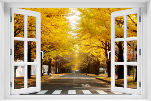 Fototapeta Naklejka Na Ścianę Okno 3D - Hokkaido University, Japan - 11 Nov, 2014 :  famous tree in Japanese autumn is the ginkgo and there is a ginkgo avenue in Hokkaido University