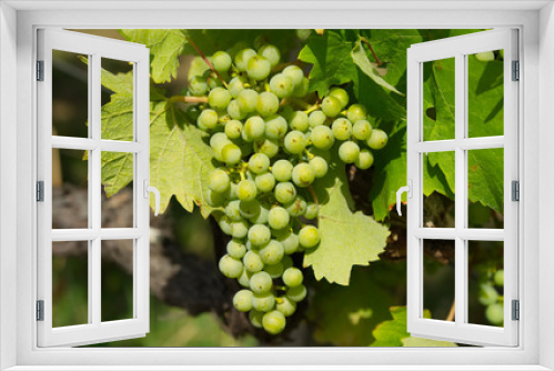 Fototapeta Naklejka Na Ścianę Okno 3D - Unripe green wine grapes