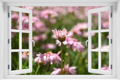Fototapeta Naklejka Na Ścianę Okno 3D - Flower in Garden