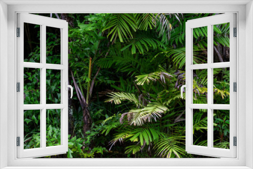 Fototapeta Naklejka Na Ścianę Okno 3D - Forest growth trees,nature green trees rainforest for background