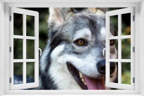 Fototapeta Naklejka Na Ścianę Okno 3D - Well detailed Picture of a beautiful, fluffy and lovely white and grey puppy of siberian husky, watching focused away and smiling. The background is blurred. This samoyed has a big ears and tongue