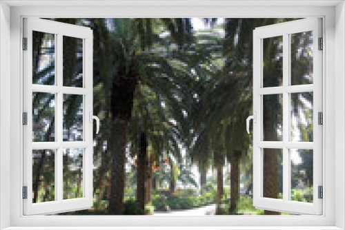Fototapeta Naklejka Na Ścianę Okno 3D - Beautiful palm garden-Carthage-Tunisia