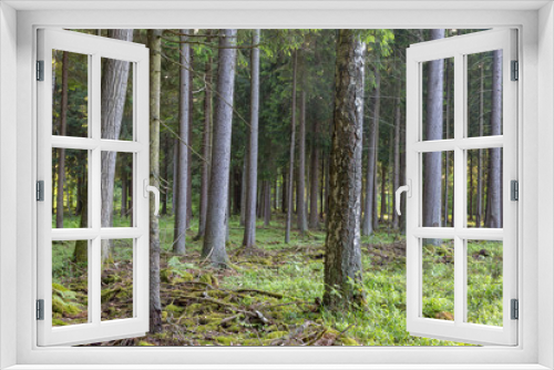 Fototapeta Naklejka Na Ścianę Okno 3D - Spruce tree in Bialowieza Forest