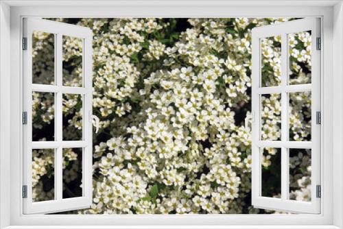 Fototapeta Naklejka Na Ścianę Okno 3D - spiraea.large white Bush