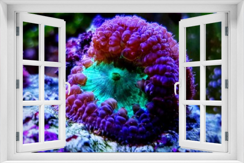 Fototapeta Naklejka Na Ścianę Okno 3D - Blastomussa sp. LPS coral living decoration in reef aquarium tank