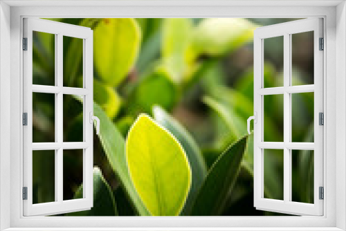 Fototapeta Naklejka Na Ścianę Okno 3D - green leaf