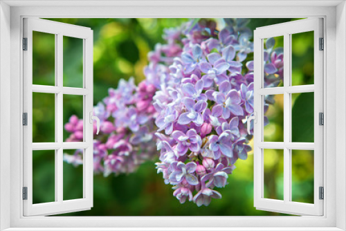 Fototapeta Naklejka Na Ścianę Okno 3D - Beautiful lush pink and purple bunches of lilac