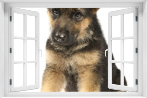 Fototapeta Naklejka Na Ścianę Okno 3D - german shepard dog