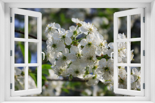 Fototapeta Naklejka Na Ścianę Okno 3D - Flowering branch of cherry tree. Festive easter background. Spring floral background. Selective focus.
