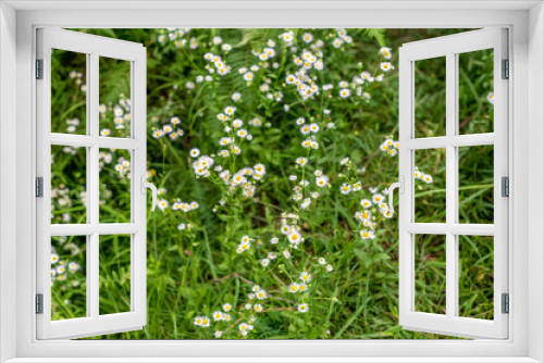 Fototapeta Naklejka Na Ścianę Okno 3D - White Grass Flower and blur background - Small white flowers in a field beautiful background