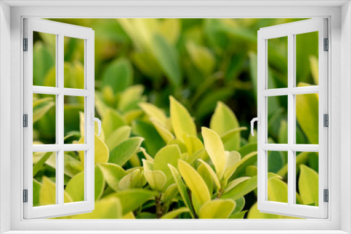 Fototapeta Naklejka Na Ścianę Okno 3D - nature green leaves soft focus