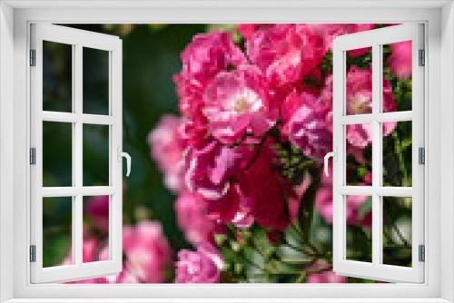 Fototapeta Naklejka Na Ścianę Okno 3D - Pink rose flowers, in full bloom