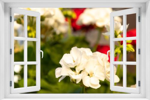 Fototapeta Naklejka Na Ścianę Okno 3D - geranium in garden