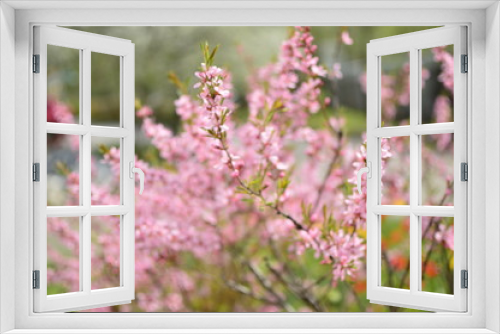 Fototapeta Naklejka Na Ścianę Okno 3D - spring flowers in the garden