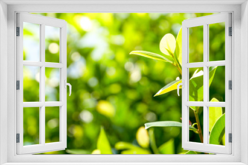 Fototapeta Naklejka Na Ścianę Okno 3D - Natural green plants background or wallpaper. nature view of green leaf in garden at summer under sunlight