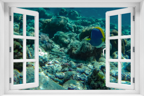Fototapeta Naklejka Na Ścianę Okno 3D - Unter Wasserwelt am Korallenriff mit Fischen am Strand auf Insel Meedhupparu auf Malediven im Indischen Ozean