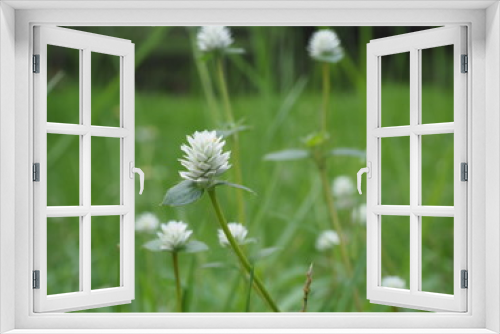 Fototapeta Naklejka Na Ścianę Okno 3D - flower in the grass