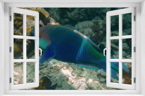 Fototapeta Naklejka Na Ścianę Okno 3D - Papageifisch am Korallenriff Unter Wasserwelt auf Insel Meedhupparu auf Malediven im Indischen Ozean