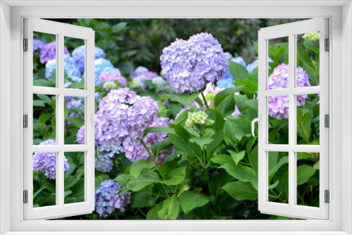 Fototapeta Naklejka Na Ścianę Okno 3D - Lilac and blue flowers of a hydrangea (Hydrangea L.), close up