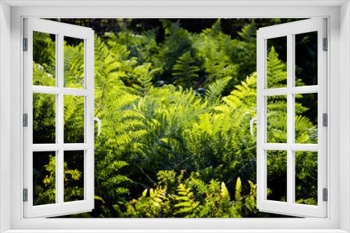 Fototapeta Naklejka Na Ścianę Okno 3D - Green fern leaves in sunlight.